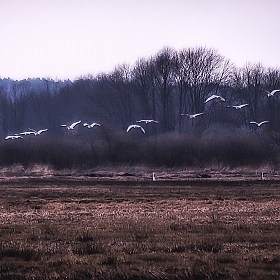 Прилет белых цапель | Фотограф Юлия Войнич | foto.by фото.бай