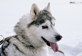 Работа фотографа Дмитрий Гусалов