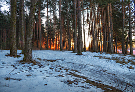 Утром в лесу | Фотограф Сергей Шабуневич | foto.by фото.бай