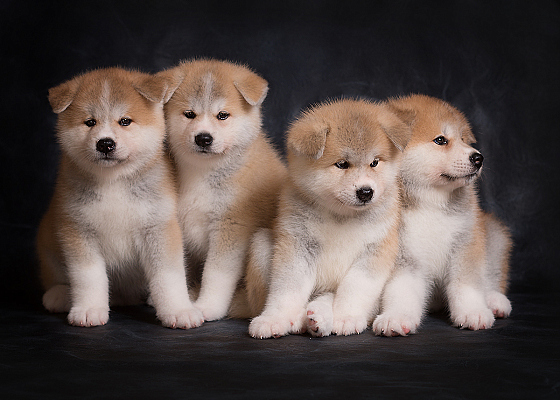 Фотограф Татьяна Скуратович, фотография добавлена 03.12.2018