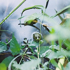 фотограф Дарья Крук. Фотография "Затаившаяся лягушка"