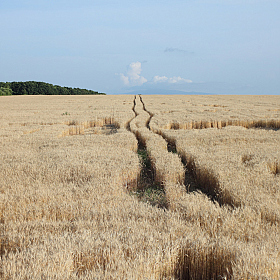 фотограф Сергей Забатурин. Фотография "Пшеничное поле"