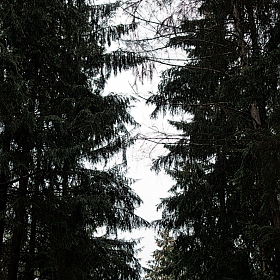 Альбом "лес" | Фотограф Дарья Коваленко | foto.by фото.бай
