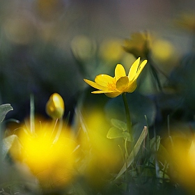 фотограф Лариса Пашкевич. Фотография "Весна"