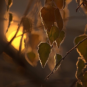фотограф Александр Игнатьев. Фотография "Окно в мир тепла."