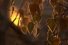 Окно в мир тепла. | Фотограф Александр Игнатьев | foto.by фото.бай