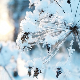 фотограф Морозова Светлана. Фотография "Зимой"