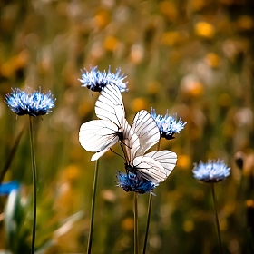 фотограф Алексей Русакович. Фотография "Butterflies love"