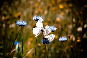 Butterflies love | Фотограф Алексей Русакович | foto.by фото.бай