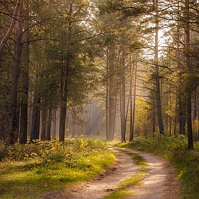 Лесные дороги | Фотограф tany naumovich | foto.by фото.бай