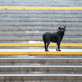 черный белый желтый | Фотограф Pavel Azemsha | foto.by фото.бай