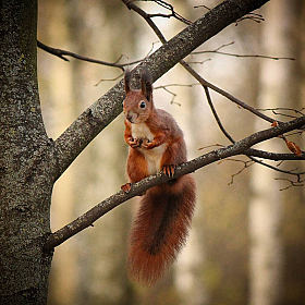 Рыжая | Фотограф Виталий Некрашевич | foto.by фото.бай