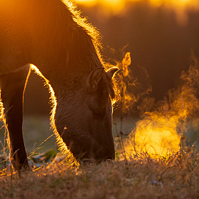 Тарпанавідны конь у промнях узыхода | Фотограф Александр Тарасевич | foto.by фото.бай