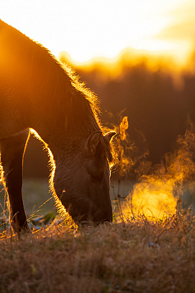 Тарпанавідны конь у промнях узыхода | foto.by фото.бай