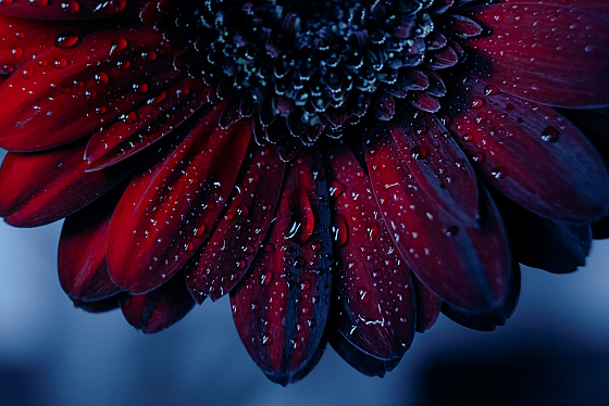 Фотограф Мария Войтик, фотография добавлена 24.12.2025