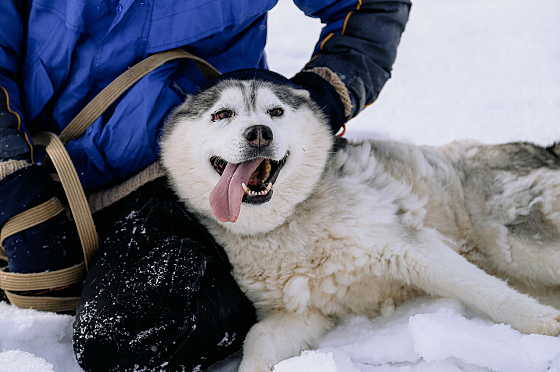 Фотограф Дмитрий Гусалов, фотография добавлена 18.02.2026