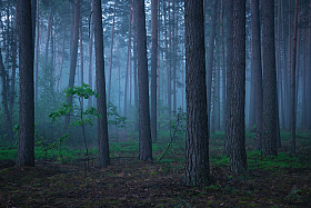 Утренний лес | Фотограф Дмитрий Захаров | foto.by фото.бай