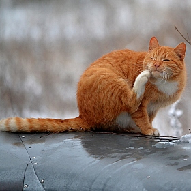 Альбом "коты" | Фотограф алена М | foto.by фото.бай