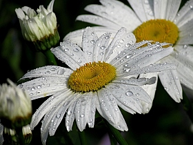 Умывшиеся дождем | Фотограф Надежда Скок | foto.by фото.бай