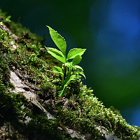 Sprout.. | Фотограф Ihar Karneichuk | foto.by фото.бай