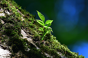 Sprout.. | foto.by фото.бай