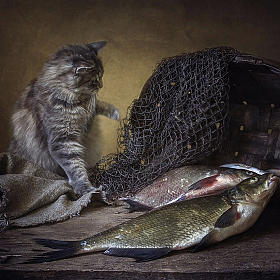 Ни фига себе, сколько рыбы! | Фотограф Ирина Приходько | foto.by фото.бай