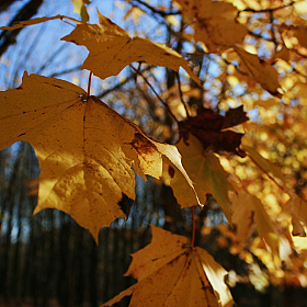фотограф Алёна Киркевич. Фотография "Кленовые листья"