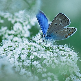фотограф Ирина Олешкевич. Фотография "lady in blue"