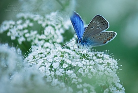 lady in blue | Фотограф Ирина Олешкевич | foto.by фото.бай