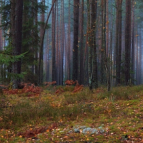 Про ноябрьский лес | Фотограф Сергей Шабуневич | foto.by фото.бай