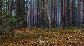 Про ноябрьский лес | Фотограф Сергей Шабуневич | foto.by фото.бай