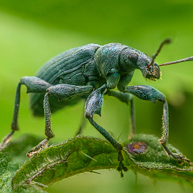 Phyllobius urticae | foto.by фото.бай