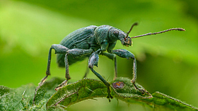 Phyllobius urticae | Фотограф Алексей Жариков | foto.by фото.бай