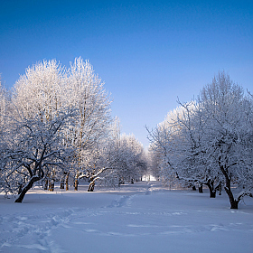 Иней на деревьях | Фотограф Сергей Шабуневич | foto.by фото.бай