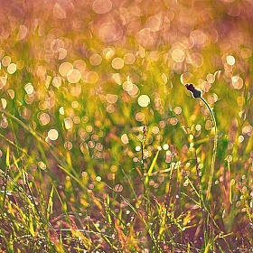 фотограф Артур Язубец. Фотография "Утренние фонарики лета"