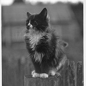 фотограф Артур Язубец. Фотография "Сторожевой кот"