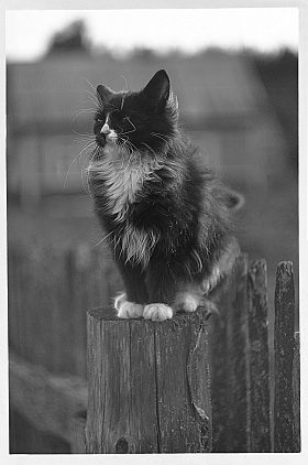 Сторожевой кот | Фотограф Артур Язубец | foto.by фото.бай