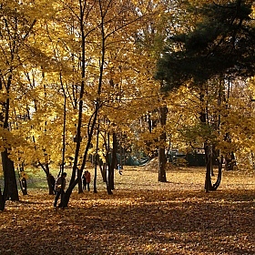 фотограф Слава Драгун. Фотография "Осень"