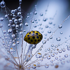 *** | Фотограф Юлия Войнич | foto.by фото.бай