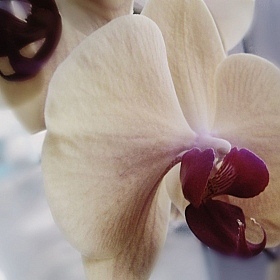 Орхидея)) | Фотограф Елизавета Симонова | foto.by фото.бай