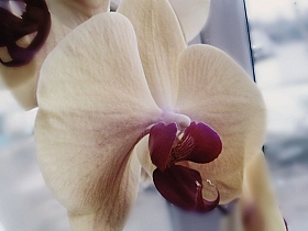 Орхидея)) | Фотограф Елизавета Симонова | foto.by фото.бай