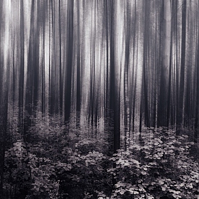 фотограф Irina Ramitsan. Фотография "darken forest"