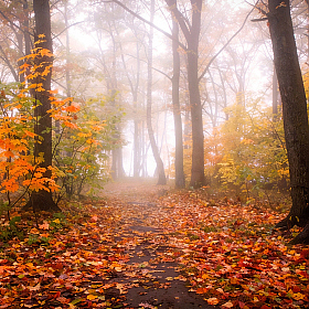 Туман в лесу | Фотограф Сергей Шабуневич | foto.by фото.бай