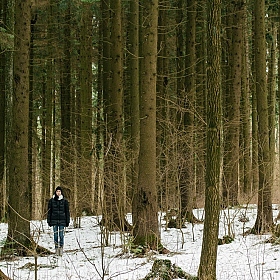 фотограф Николай Никитин. Фотография "В лесу"