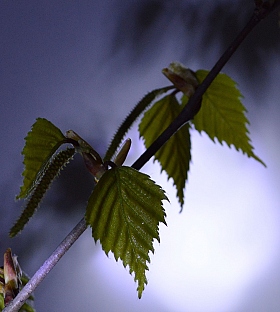 Весна спешит | Фотограф Алина Герасимович | foto.by фото.бай