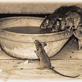 фотограф Наталья Лихтарович. Фотография "Ланч в крысином храме"