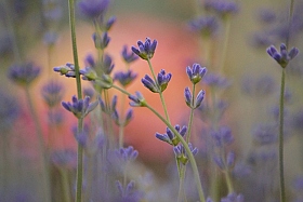 Цветет лаванда в пору летнюю... | Фотограф Наталья Кузьменова | foto.by фото.бай