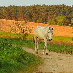 Утренняя прогулка | Фотограф Сергей Тарасюк | foto.by фото.бай