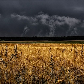 Перед грозой | Фотограф Сергей Шабуневич | foto.by фото.бай