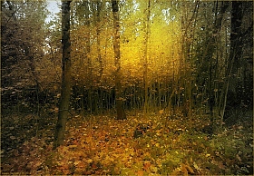 Вечер в осеннем лесу | Фотограф Диана Буглак-Диковицкая | foto.by фото.бай